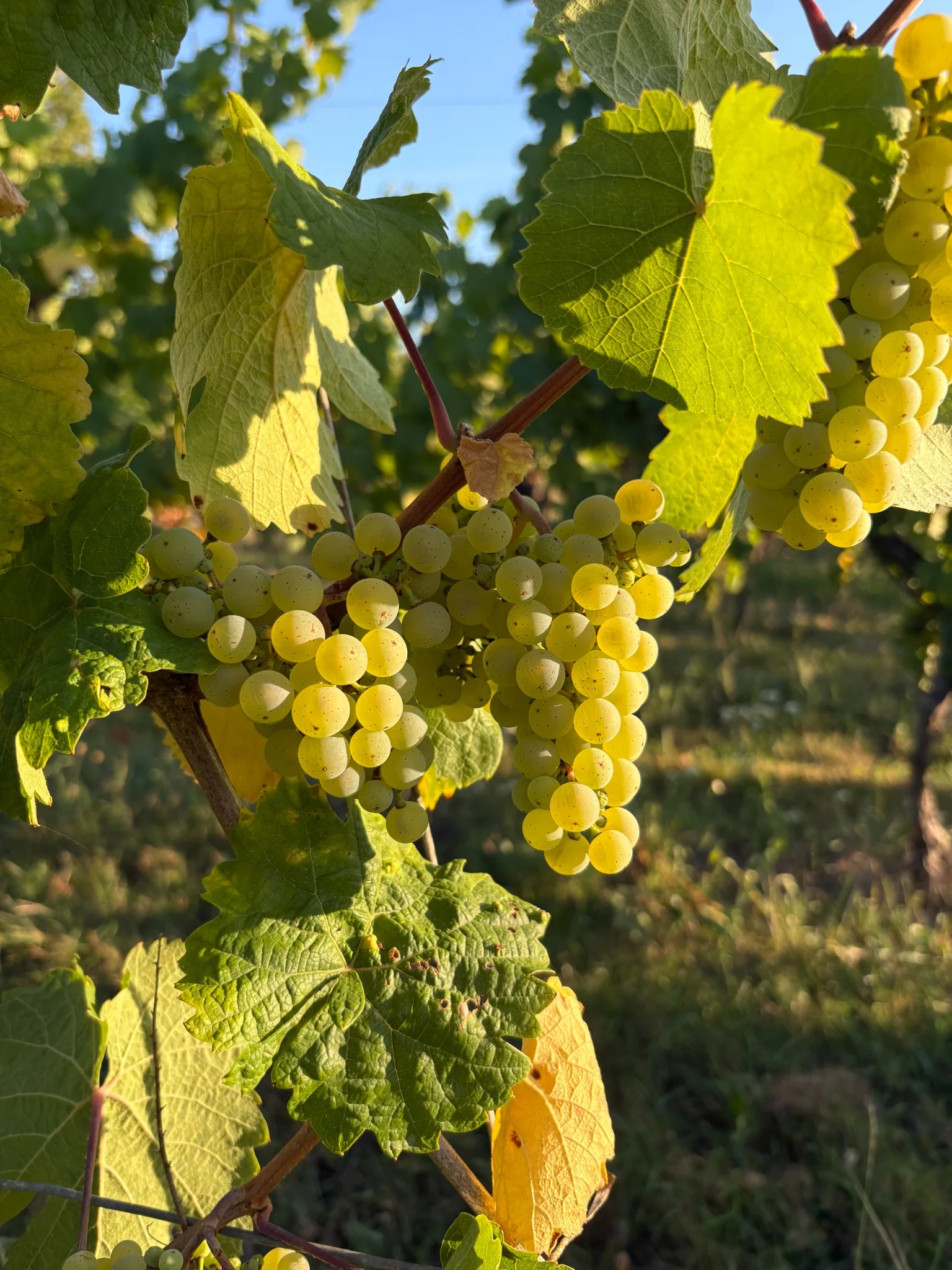Grappes de raisin dorées dans les vignes