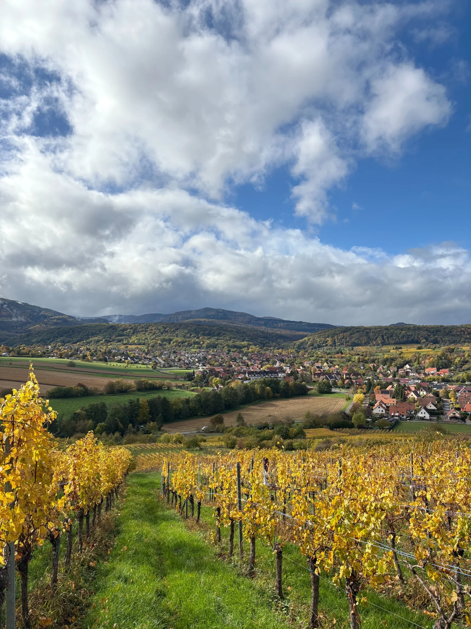 Vignoble alsacien en automne et panorama sur le village