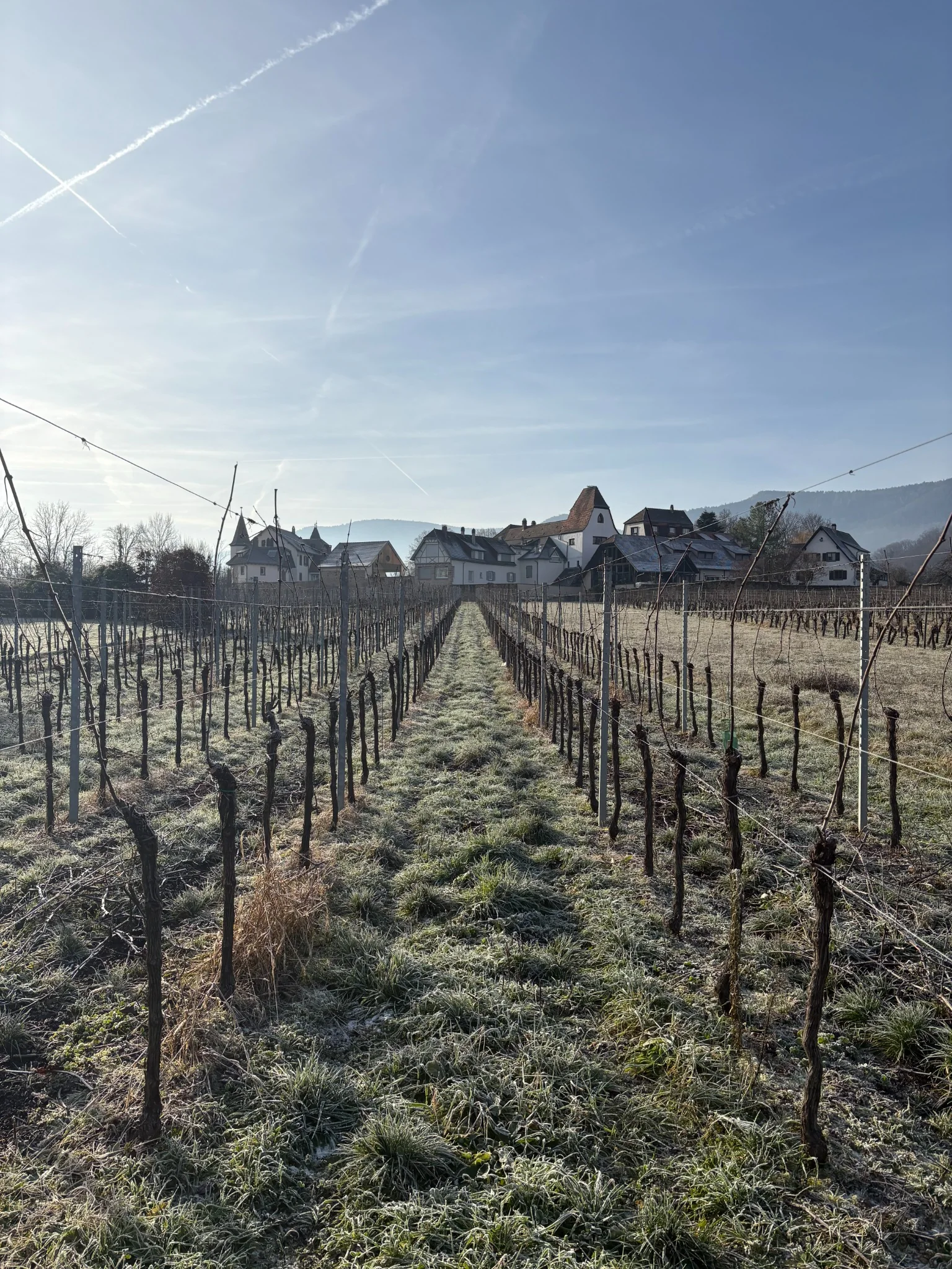 Vignes du domaine en hiver