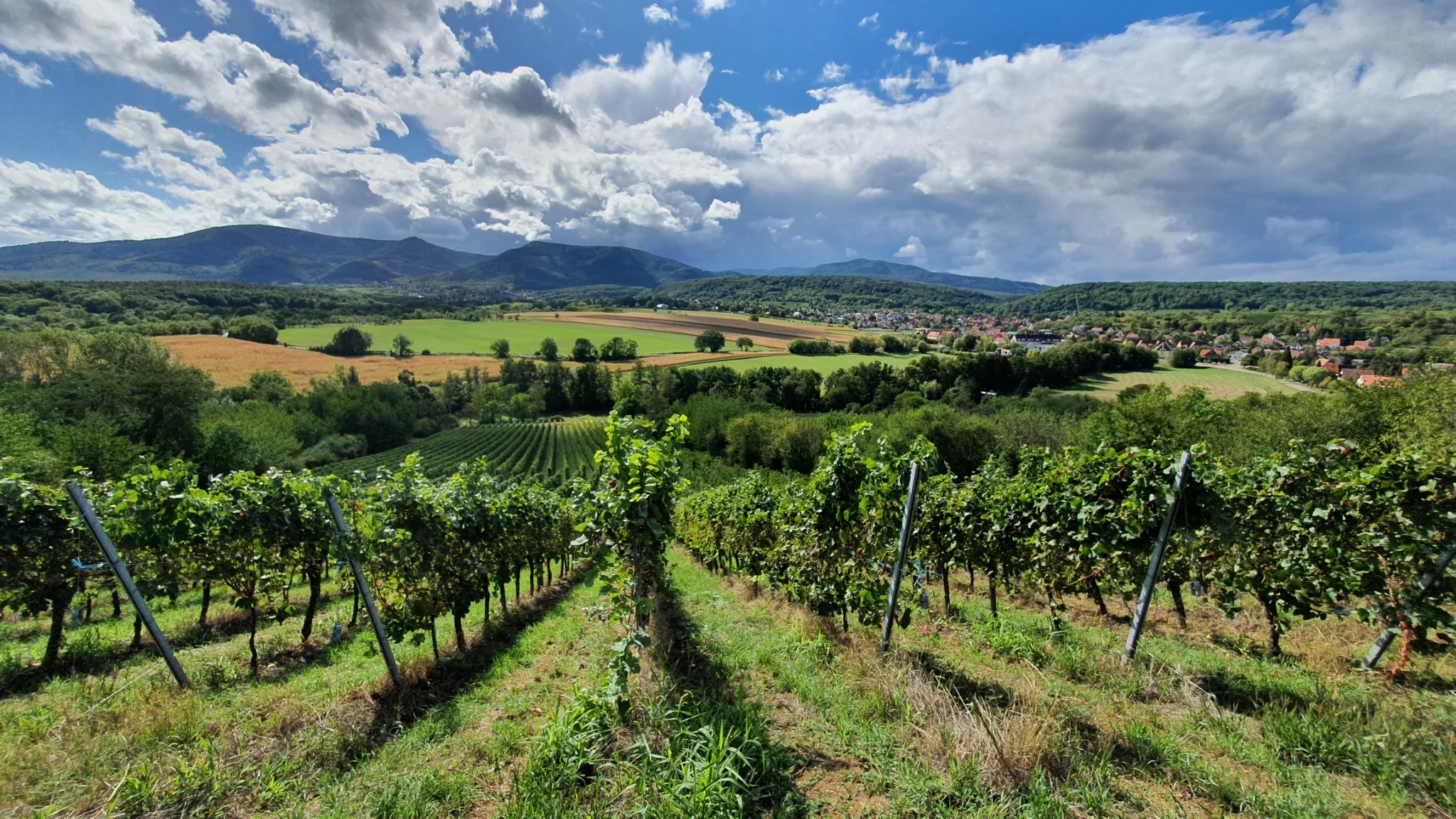 Panorama estival sur les vignes et le paysage alsacien